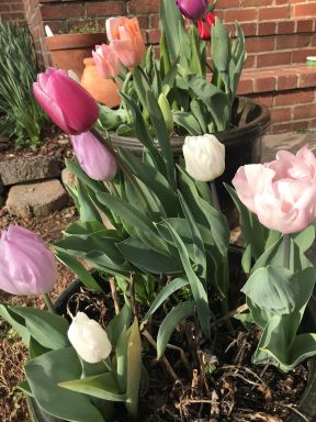 Bulk Easter Joy Mix Tulip Bulbs - Tulipa Triumph (Aprox. 40 lbs./ 450 Bulbs)